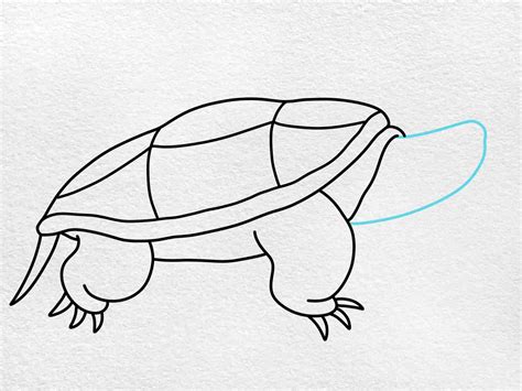 Image result for Snapping Turtle Drawing Easy