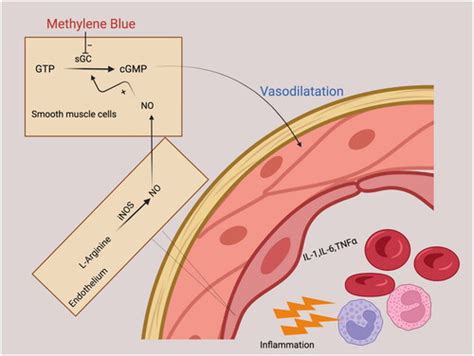 Methylene Blue in Cardioprotection