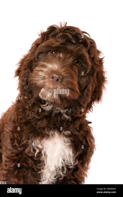Image result for Cockapoo Chocolate Brown