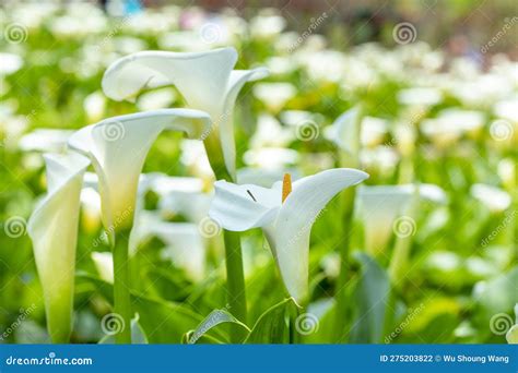Close Up, Spring, Calla Lily Park, White Calla Lily, Calla Lily ...