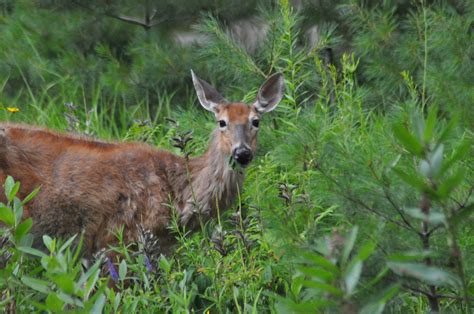 Where Deer Thrive: Understanding The Natural Habitat Of Deer