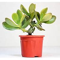 India Gardening Crassula Ovata Jade Plant (Good Luck Vastu Plant) by ...