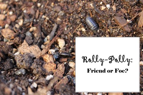 Do Rolly Pollies Bite