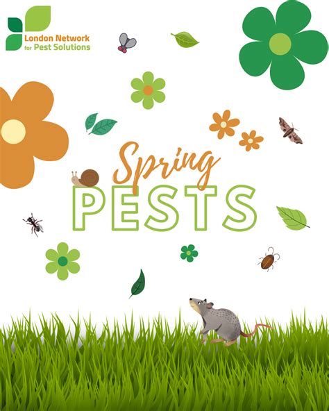 Image result for Spring Tails Bugs Under Microscope