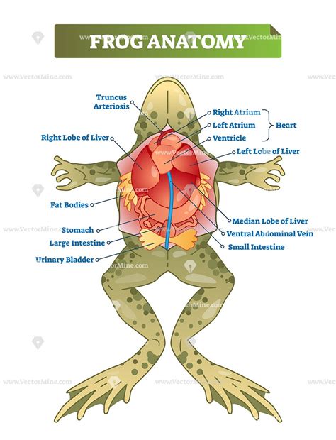 frog diagram anatomy