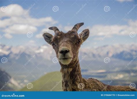Portrait of a Bighorn Sheep in the Wild Life As is. Female Wild Ram in ...