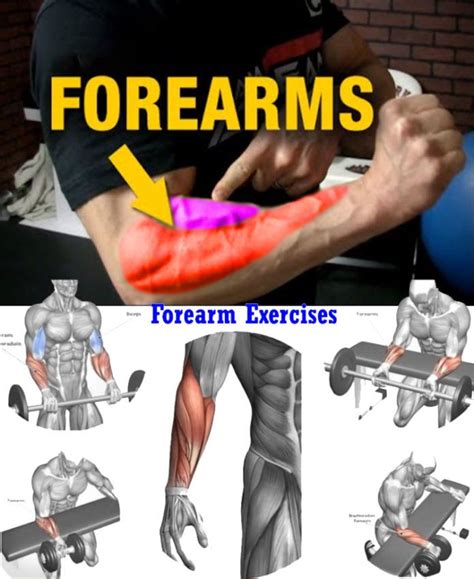 Forearm Muscle Exercises