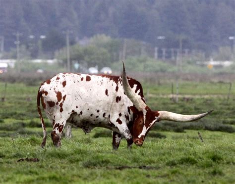 Bos taurus Domestic Cattle — Coke Smith Wildlife
