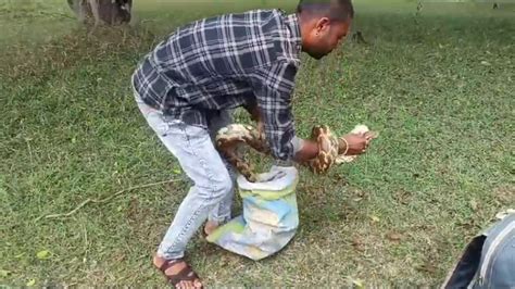 Image result for Fifty Feet Python