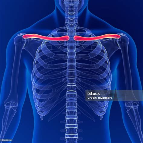 Foto de Anatomia Humana Ossos Da Clavícula Ossos 3d Renderização Para ...