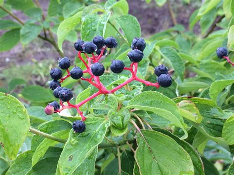 Pagoda Dogwood (Cornus Alternifolia) - Heritage Flower Farm
