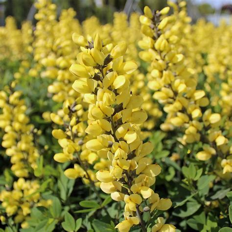 Färberhülse 'Lemon Meringue' - Baptisia | Zulauf Gartencenter