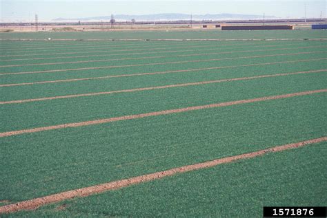 wheat (Genus Triticum L.)