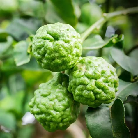 10 variétés de citrons méconnus, pourtant parfaits pour vos plats