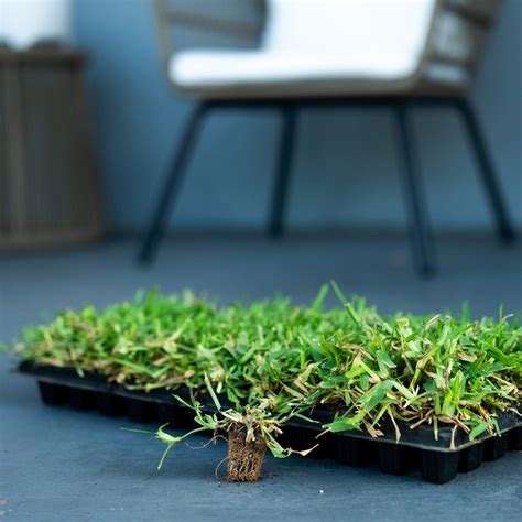 Palmetto St. Augustine Grass Sod | Sod Solutions