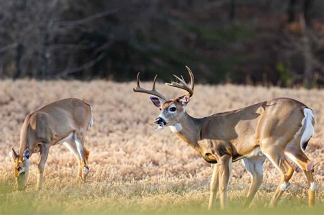 Virginia Deer Season 2025: VA Deer Hunting Guide [Dates, Rules, Bags ...