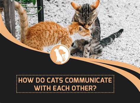 Decoding Your Pet: How Do Cats Talk To Humans?
