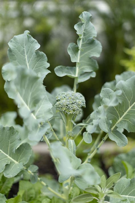 Is Broccoli Really a Flower Head? • Gardenary