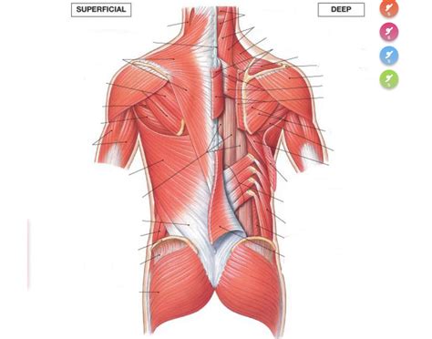 Músculos de la espalda Quiz