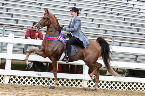 Gallery — Twin State American Saddlebred Association