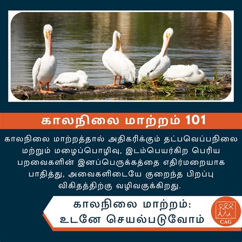 Climate change - Decline in bird populations | Climate Connection