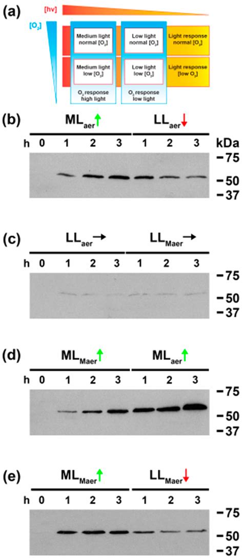 Multiple Light-Dark Signals Regulate Expression of the DEAD-Box RNA ...