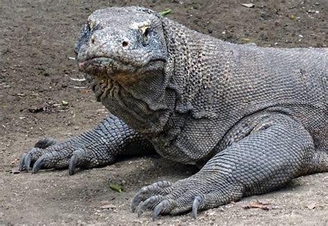 Komodo Dragon Images And Facts