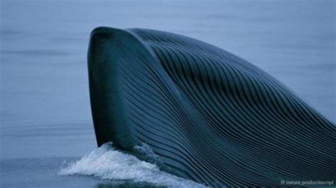 世界上最大的鲸鱼有多大呢？_百度知道