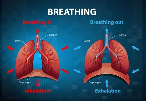Image result for Respiratory System Breathing Process
