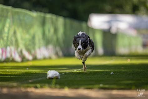 Fast C.A.T. - American K9 country