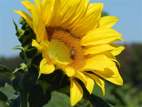 Images of Sunshine flower - JapaneseClass.jp