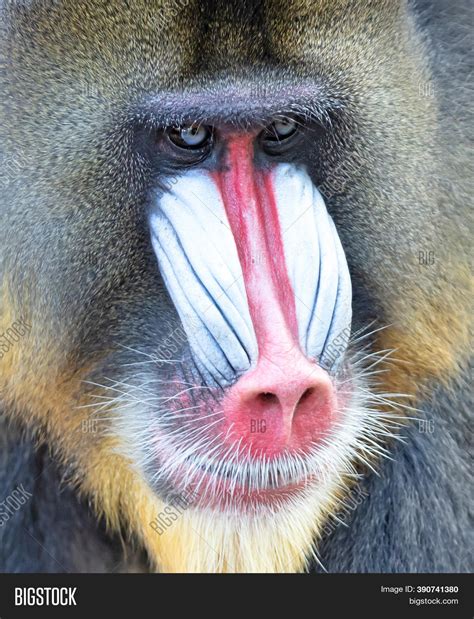Mandrill Baboon