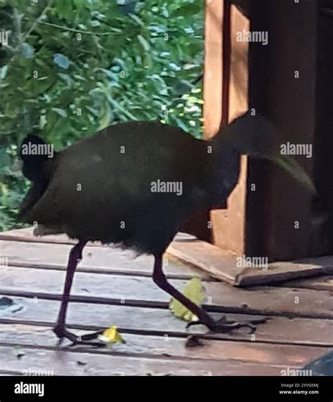 Slaty-breasted Wood-Rail (Aramides saracura Stock Photo - Alamy