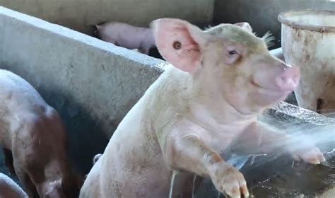 夏天需要给猪洗澡吗，如何给猪圈洗澡？ —【发财农业网】