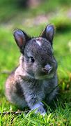 Image result for Fresh Baby Bunnies