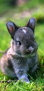 Image result for Cute Many Bunnies