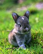 Image result for Cute Fuzzy Baby Bunnies