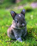 Image result for Super Cute Baby Bunnies Adorable