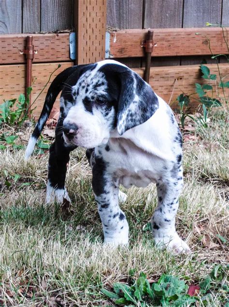 Blue Merle Great Dane Puppy