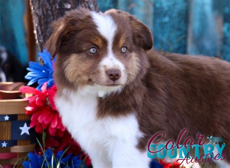 Red Merle Mini Australian Shepherd For Sale - adopt a turtle