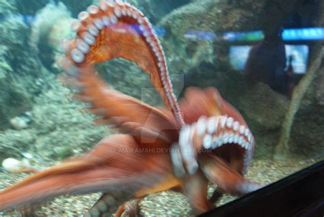 Image result for Octopus Moving