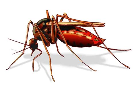 Mosquito Control Services | Mosquito Fogging Chemicals India