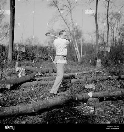 Image result for Felling of World Famous Tree