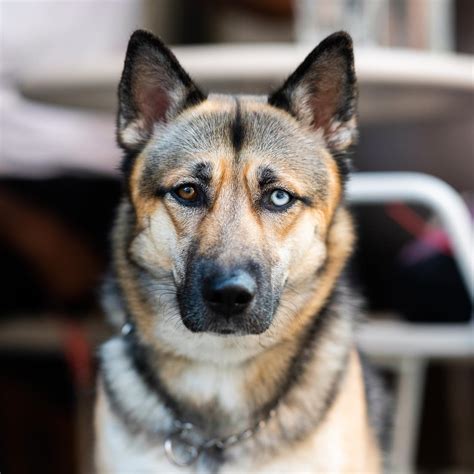 German Shepherd Mix German Shepherd Husky Guide