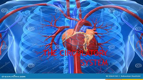 circulatory system: human anatomy biology | PPTX