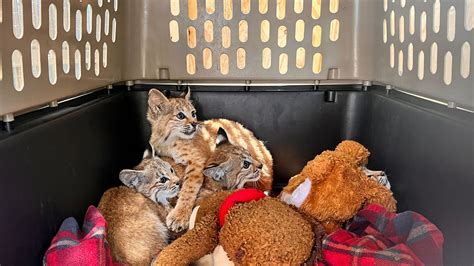 Bobcat Attack Human Police This Bobcat Was Spotted By Safeway On The