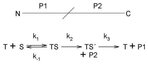 Pseudotrypsin: A Little-Known Trypsin Proteoform