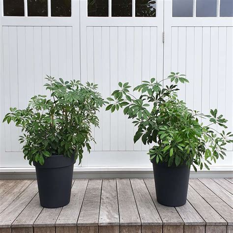 Schefflera Arboricola - Plant & Pot NZ