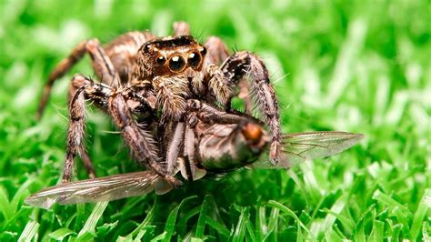 Jumping Spider Kya Khate Hain? Complete Diet Guide