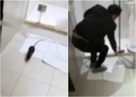 深圳男被老鼠咬傷 酒店拒賠質疑是訛詐